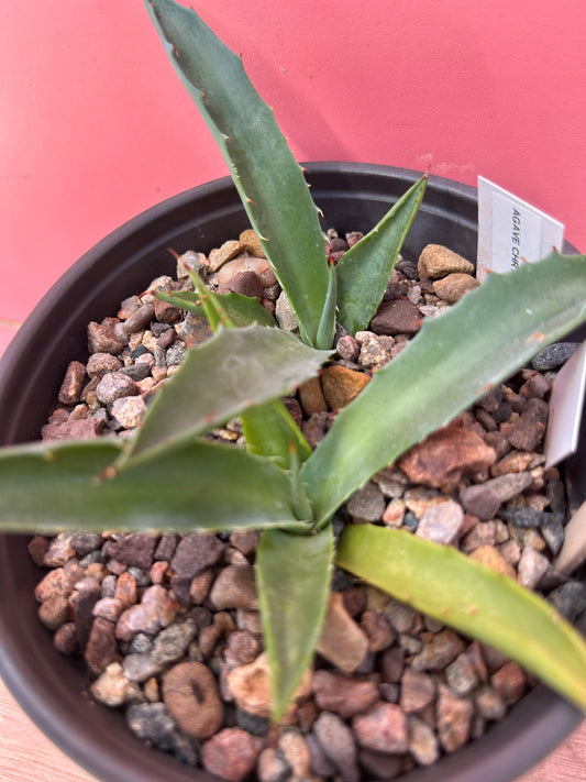 Agave chrysantha (779)