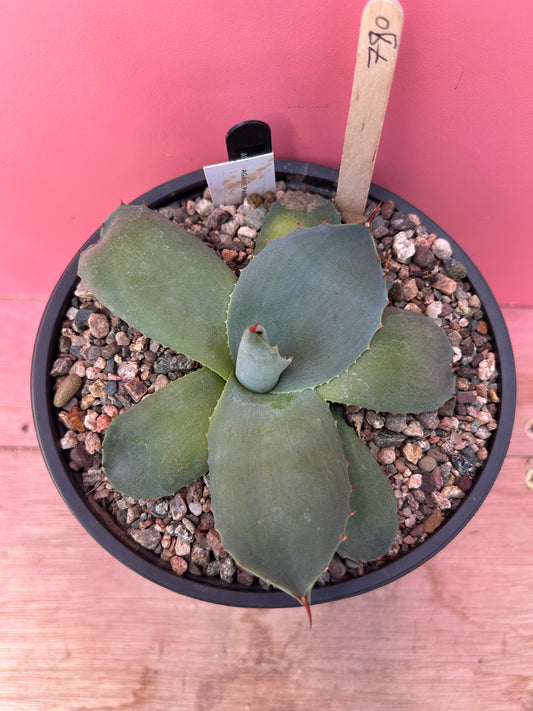 Agave parryi (780)