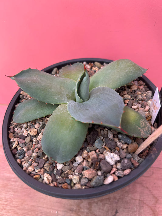 Agave parryi (780)