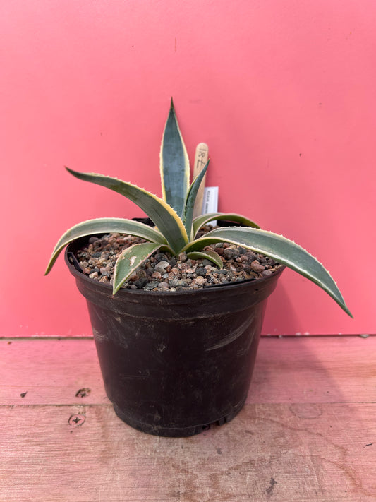 Agave americana variegata (781)