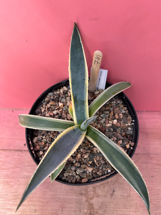 Agave americana variegata (781)