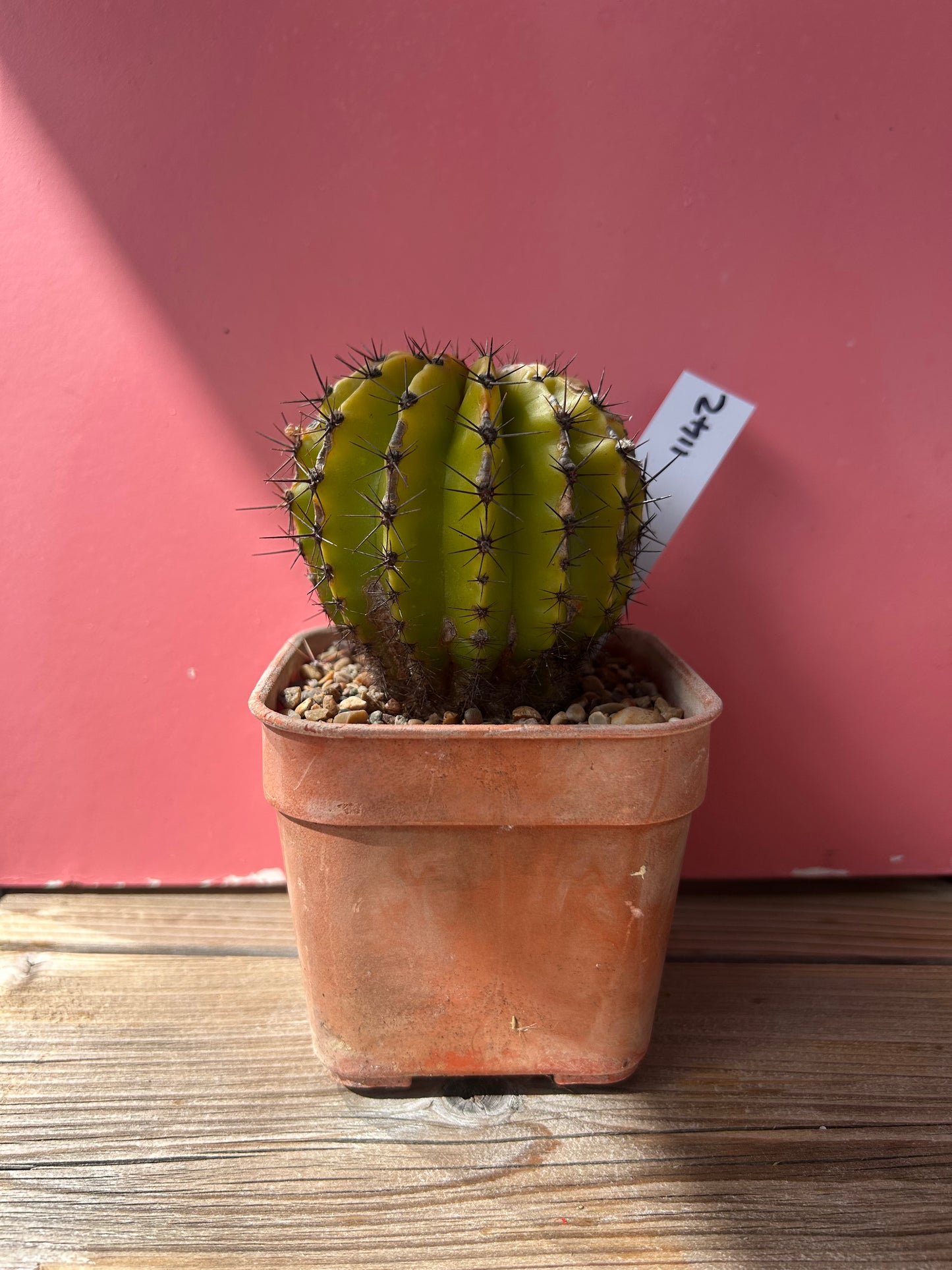 Echinopsis galaxy (1142)