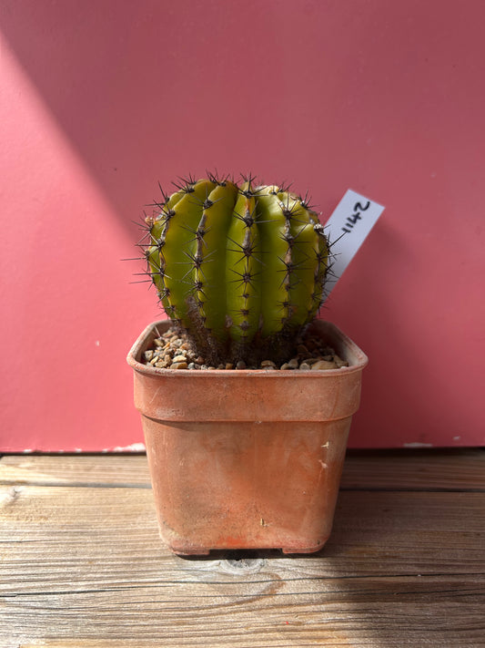 Echinopsis galaxy (1142)