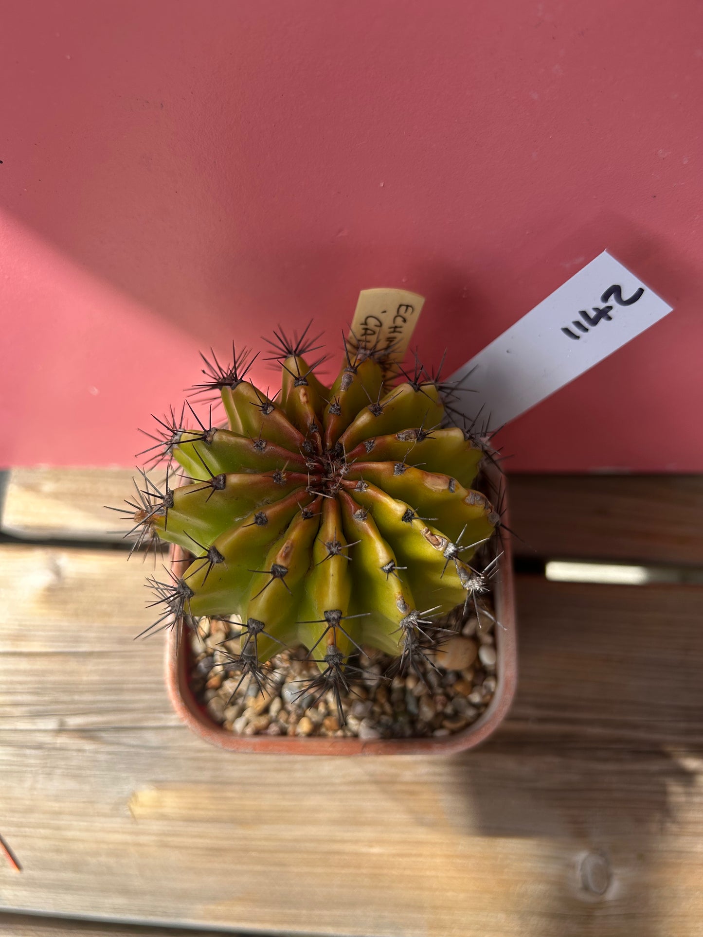 Echinopsis galaxy (1142)