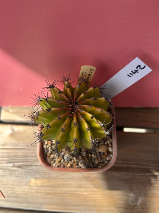 Echinopsis galaxy (1142)