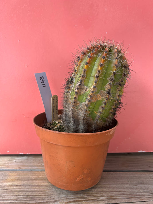 Echinopsis 'Pink Diamond'  (1143)