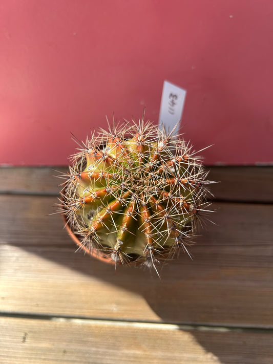 Echinopsis 'Pink Diamond' (1143)