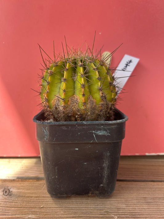 Echinopsis schick (1144)