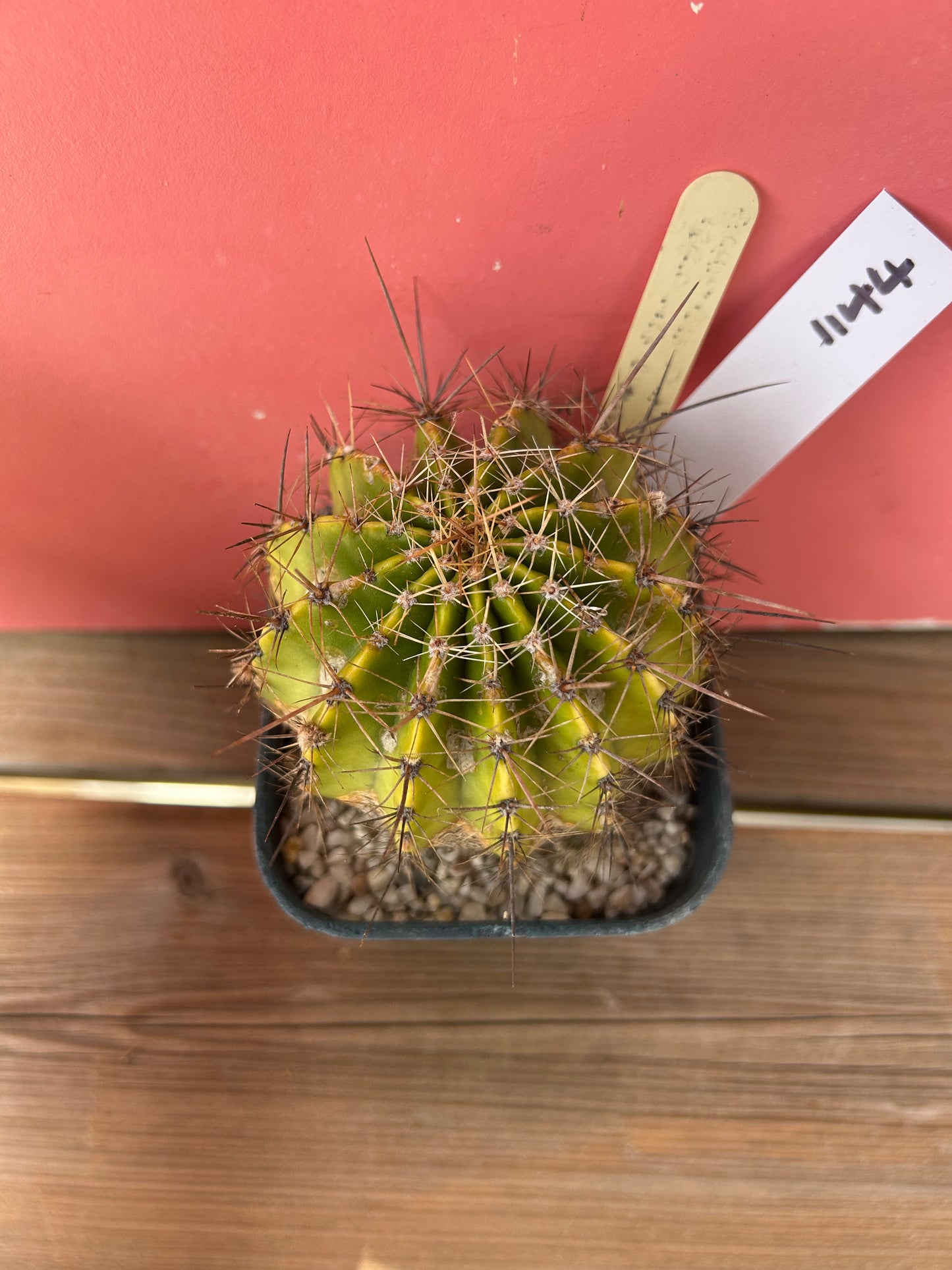 Echinopsis schick (1144)