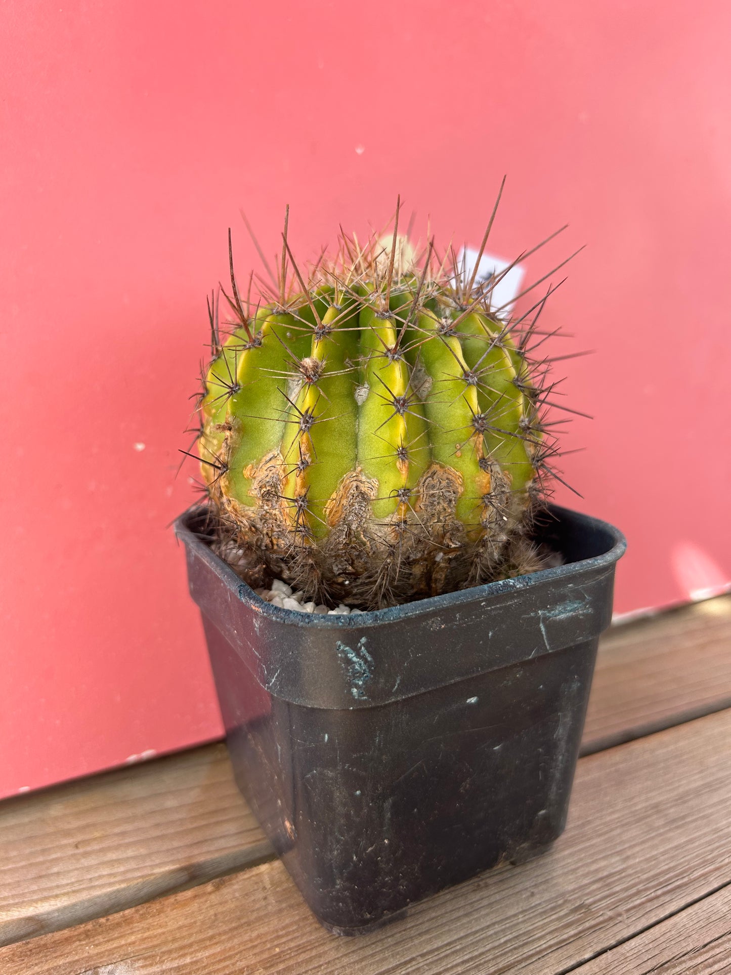 Echinopsis schick (1144)