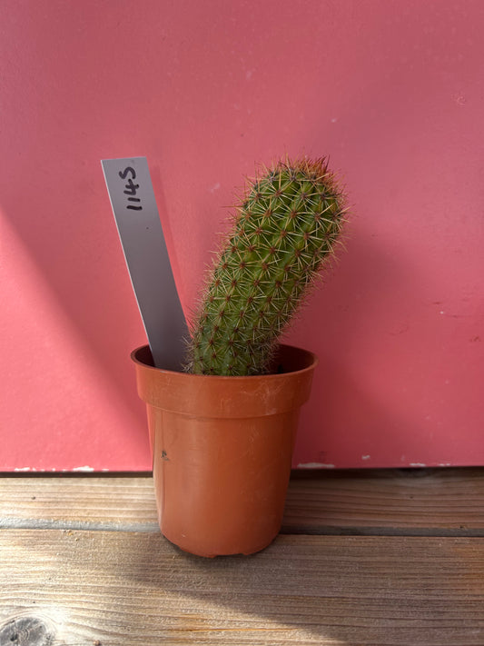 Echinopsis species (1145)