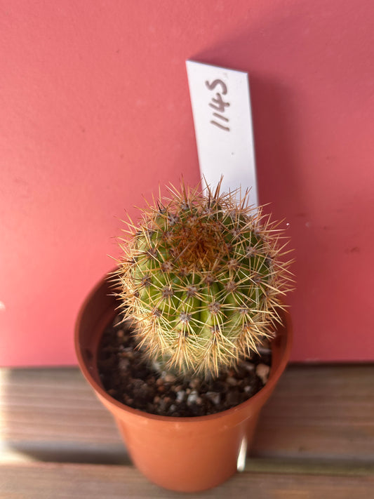Echinopsis species (1145)
