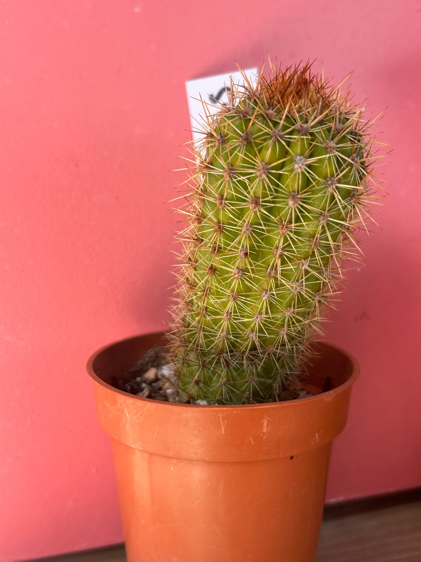 Echinopsis species (1145)