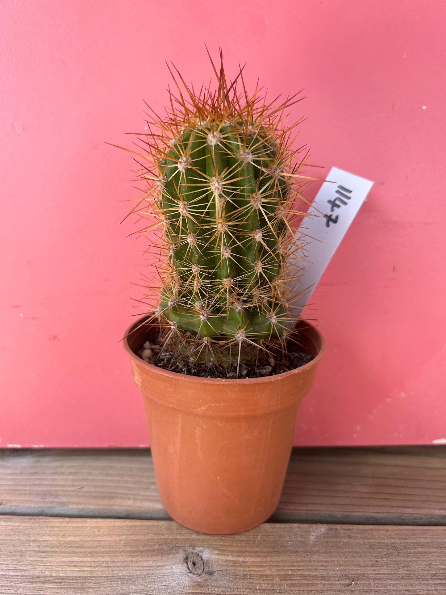 Echinopsis species (1147)
