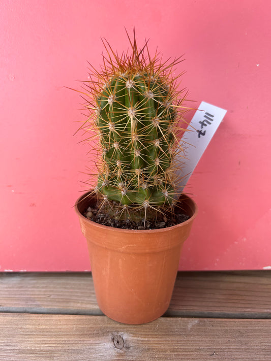 Echinopsis species (1147)