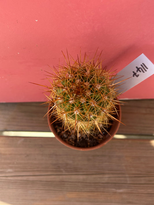 Echinopsis species (1147)