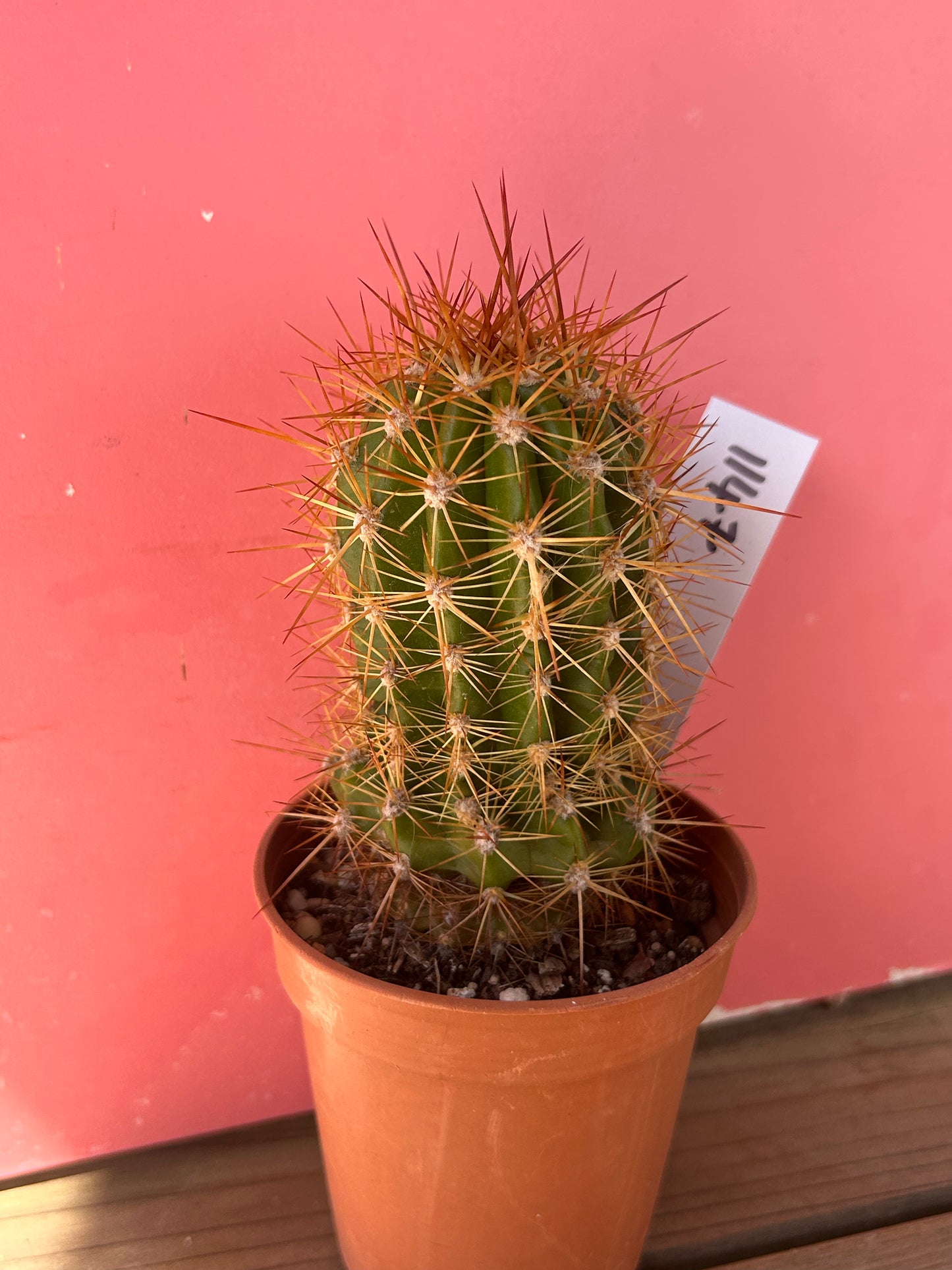 Echinopsis species (1147)