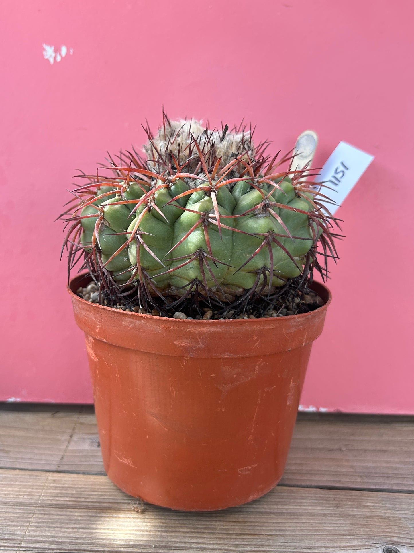 Discocactus squamibaccatus heptacanthus (1151)