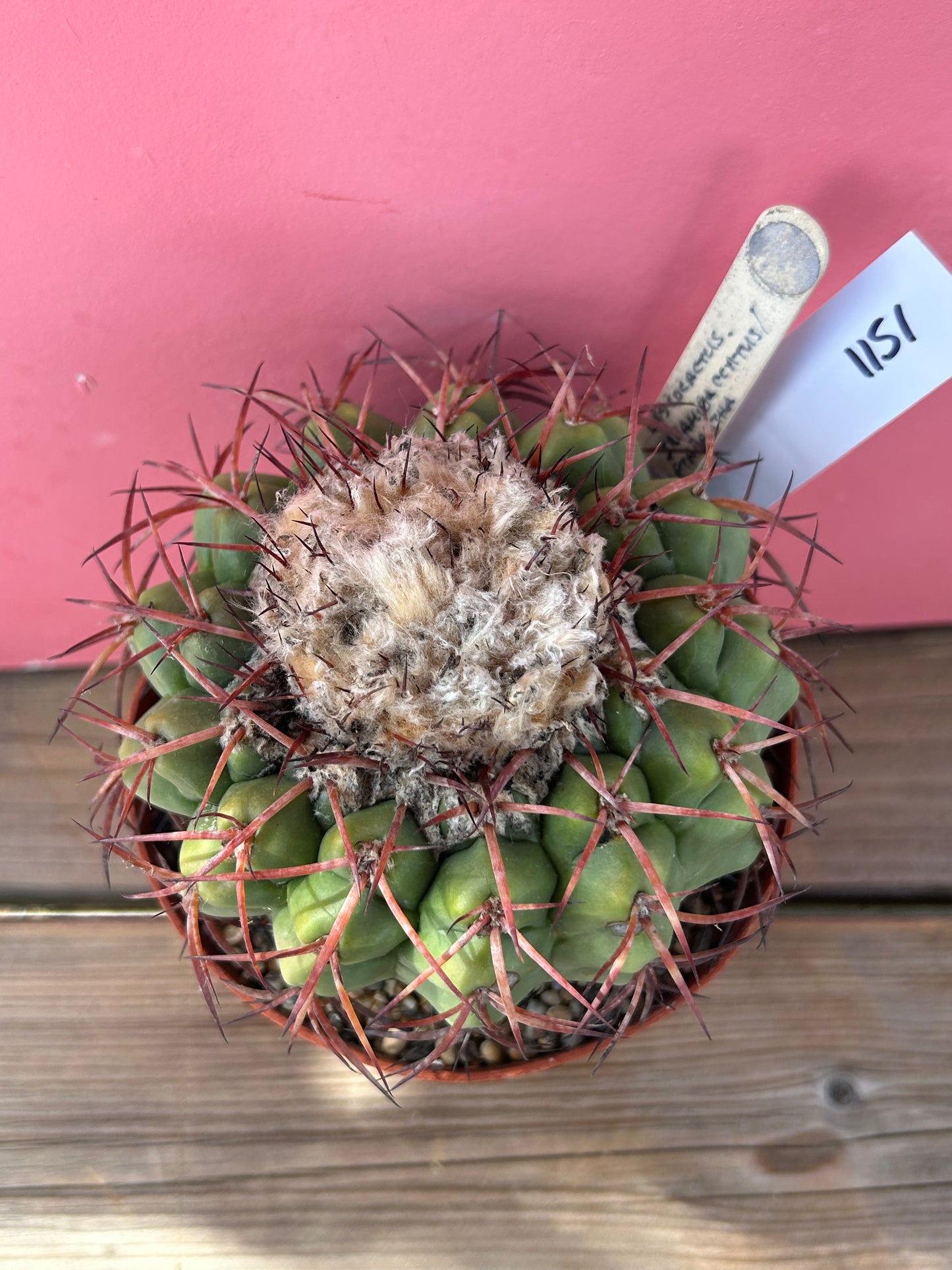 Discocactus squamibaccatus heptacanthus (1151)