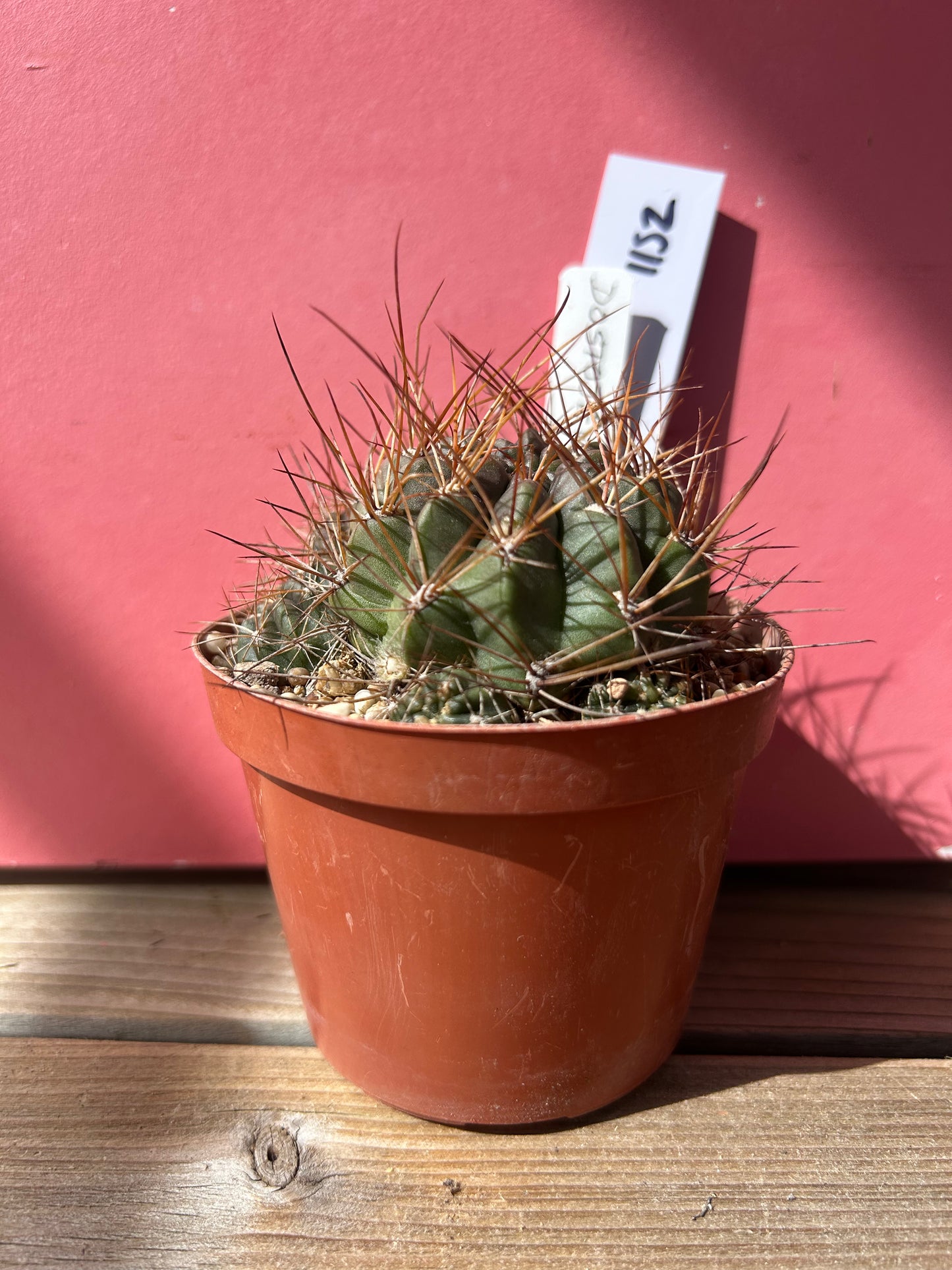 Echinocactus species (1152)