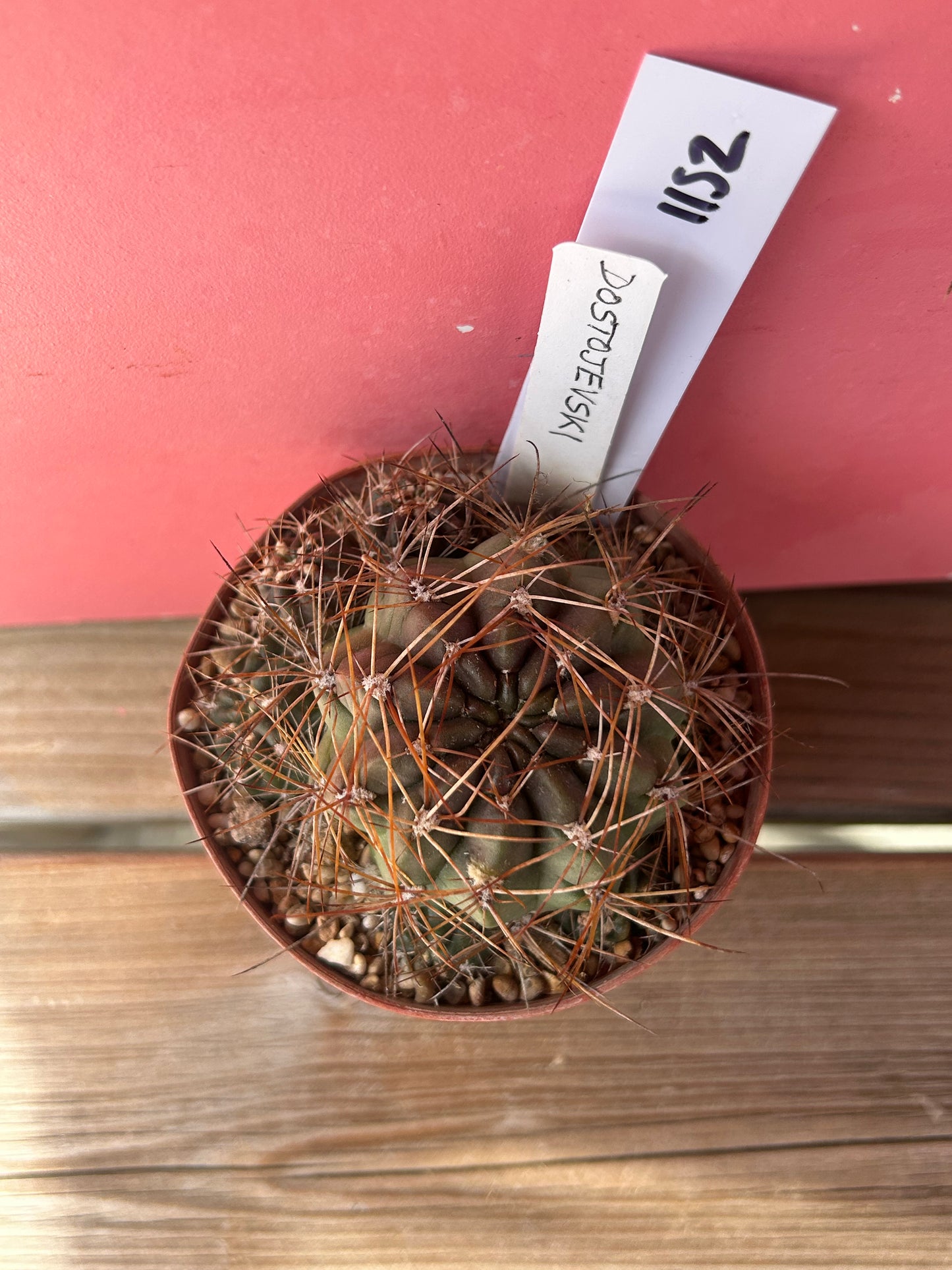 Echinocactus species (1152)