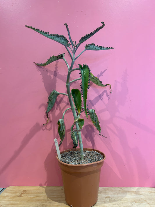 Kalanchoe 'Mother of Thousands' (790)