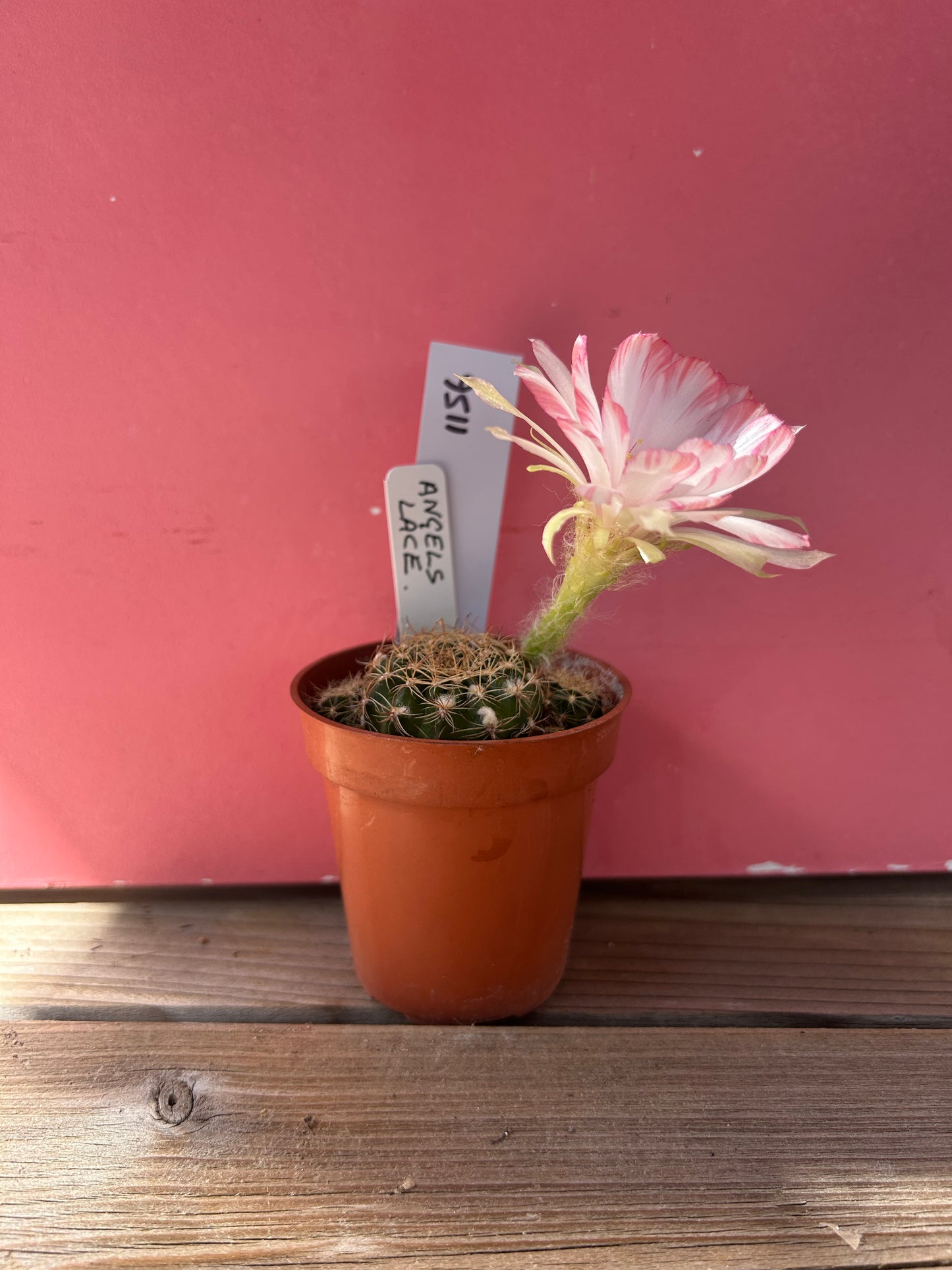 Echinocactus species (1156)