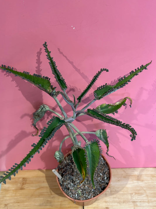Kalanchoe 'Mother of Thousands' (790)
