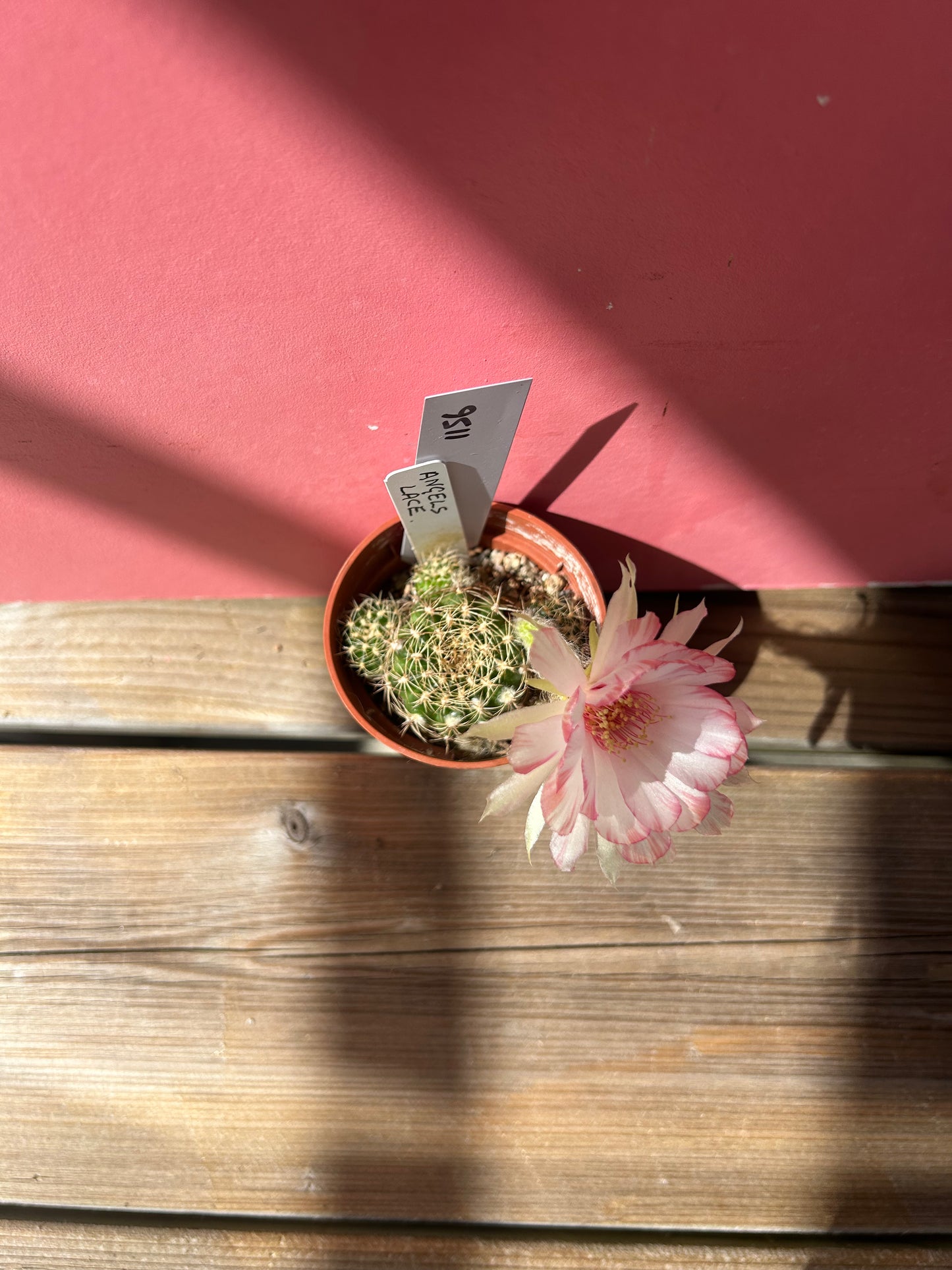 Echinocactus species (1156)