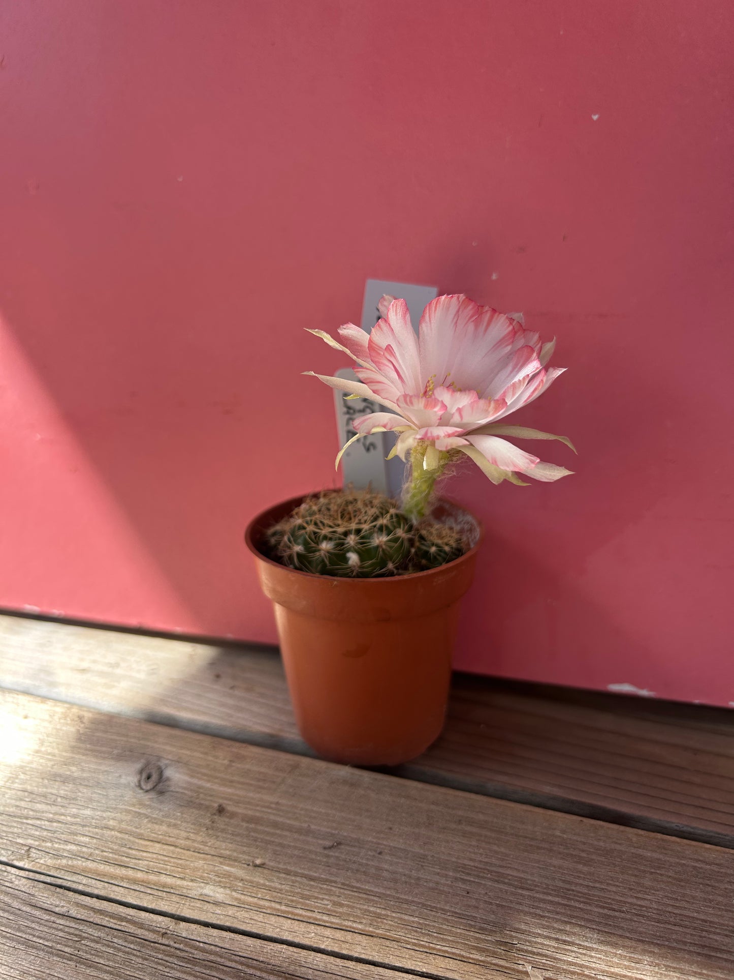 Echinocactus species (1156)