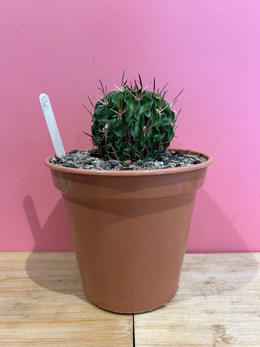 Echinofossulocactus (793)