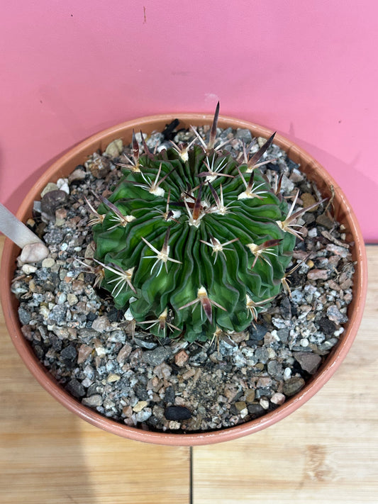 Echinofossulocactus (793)