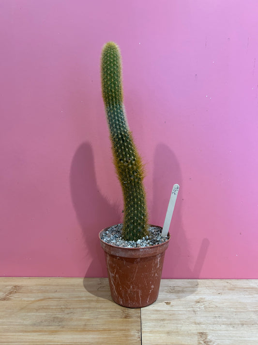 Cleistocactus species (794)