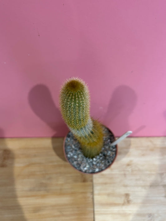 Cleistocactus species (794)