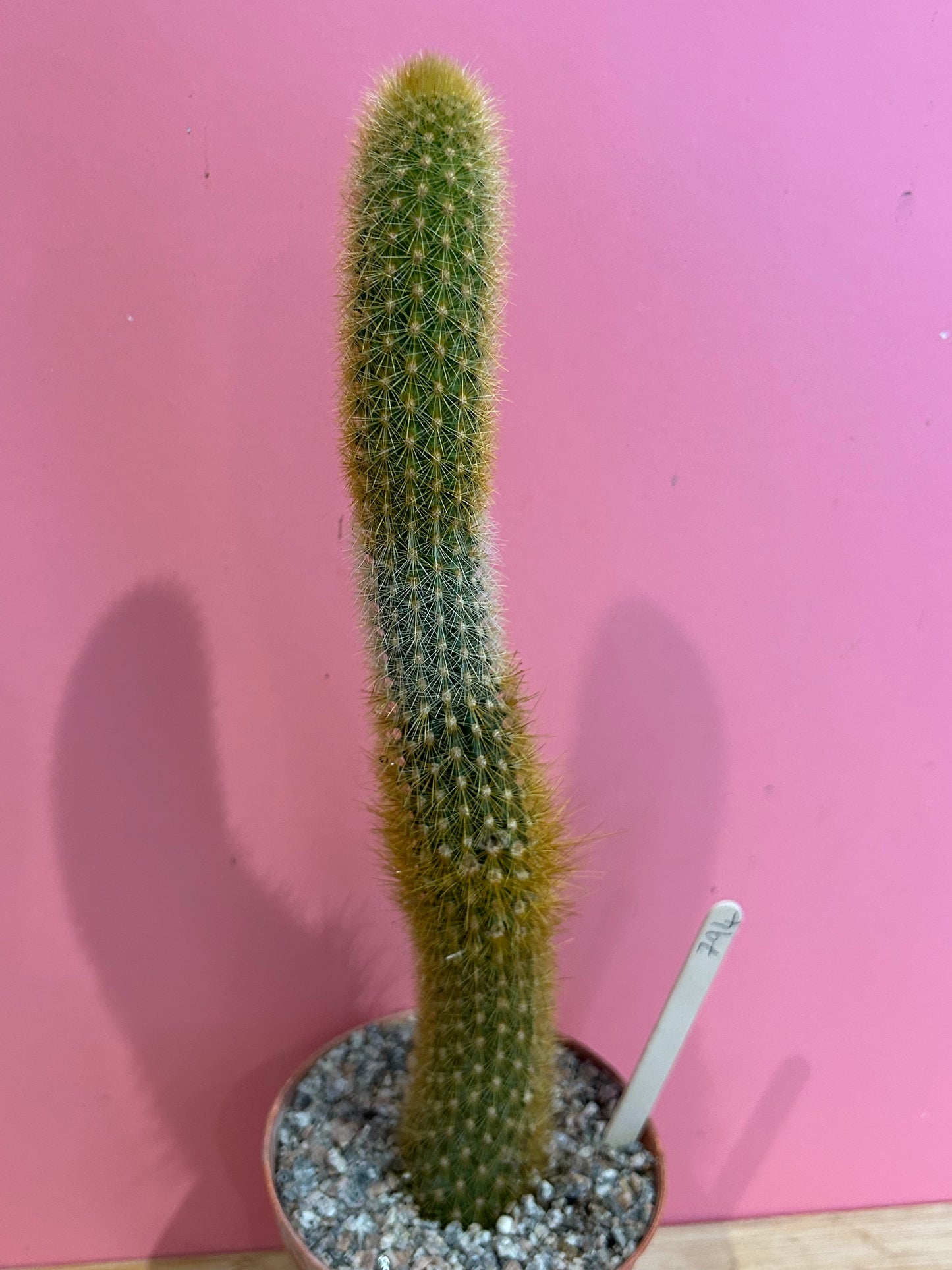 Cleistocactus species (794)