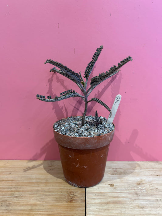 Kalanchoe 'Mother of Thousands' (795)
