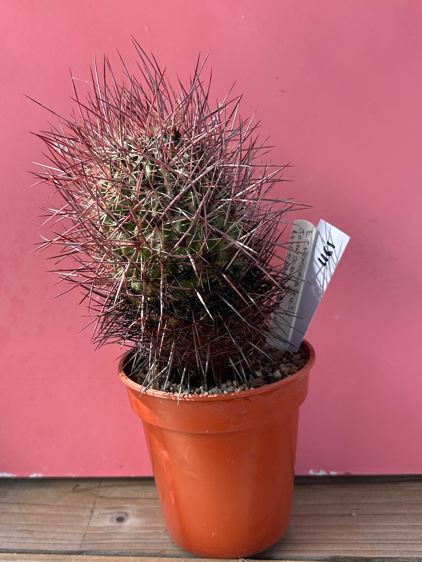 Echinomastus johnsonii v luteslens (1161)