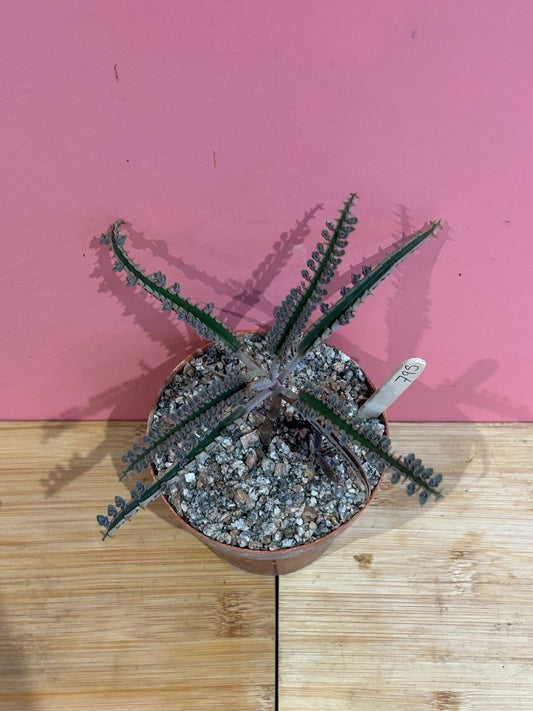 Kalanchoe 'Mother of Thousands' (795)