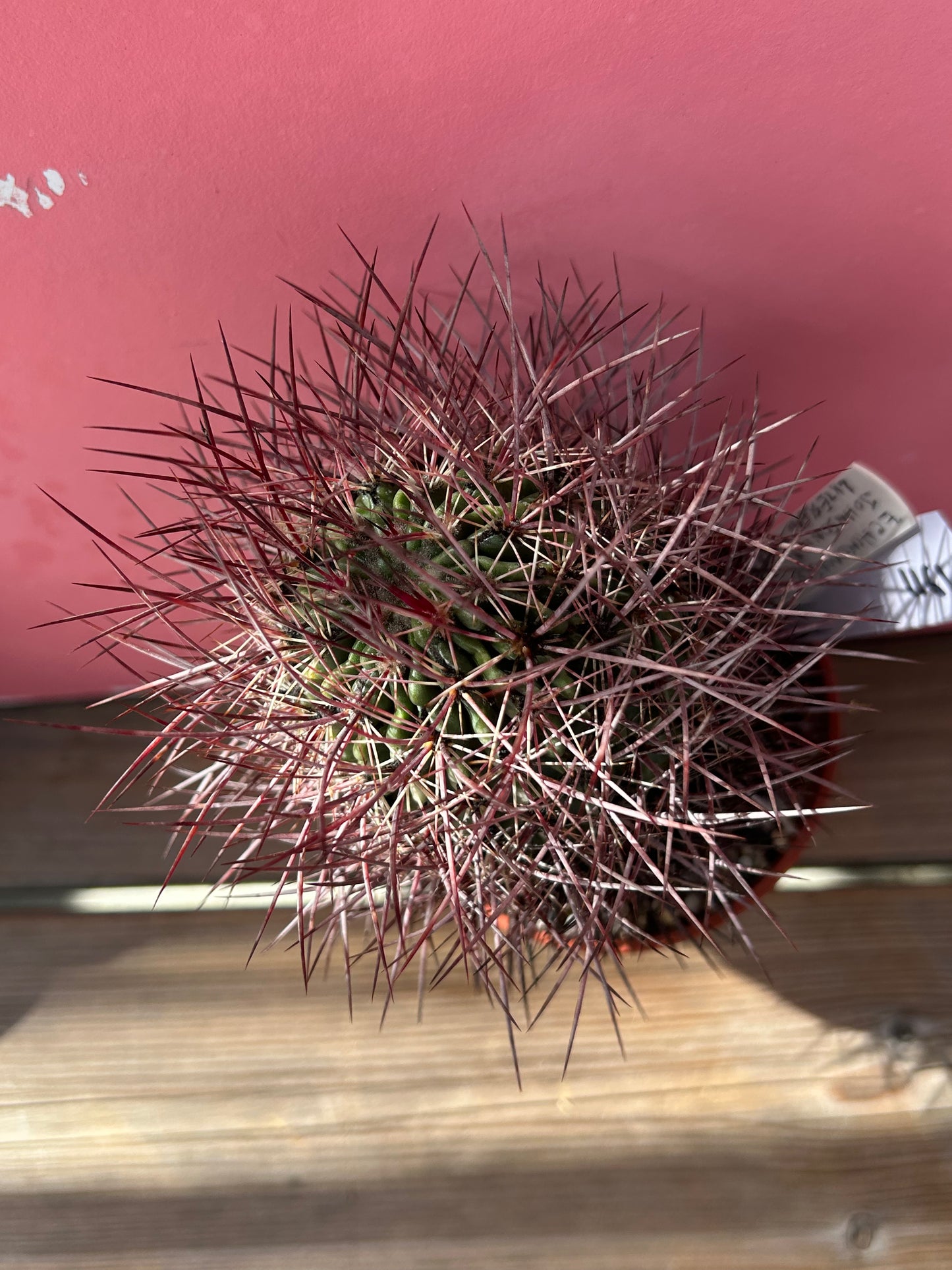 Echinomastus johnsonii v luteslens (1161)