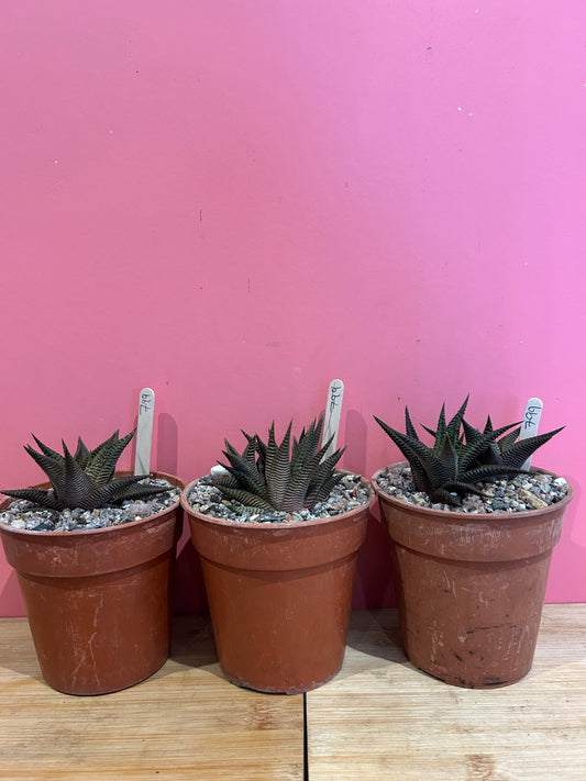 Haworthia fasciata (799)