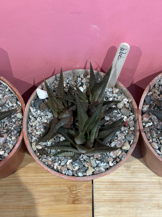 Haworthia fasciata (799)