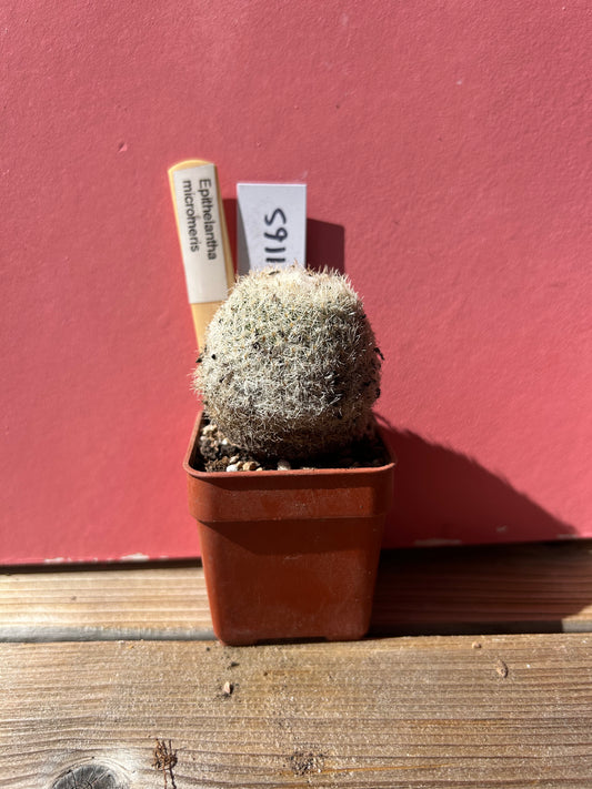 Epithelantha micromeris (1165)