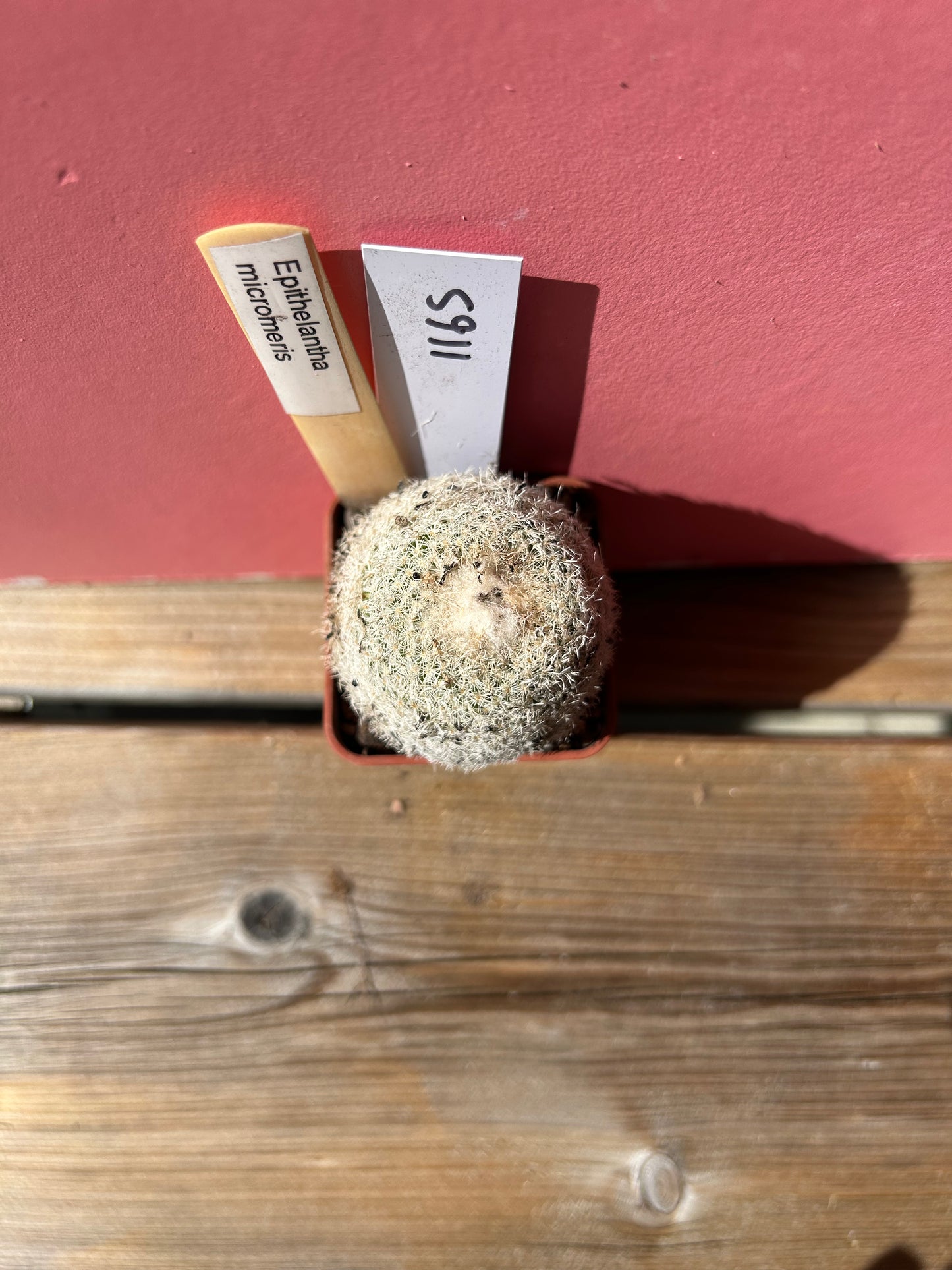 Epithelantha micromeris (1165)