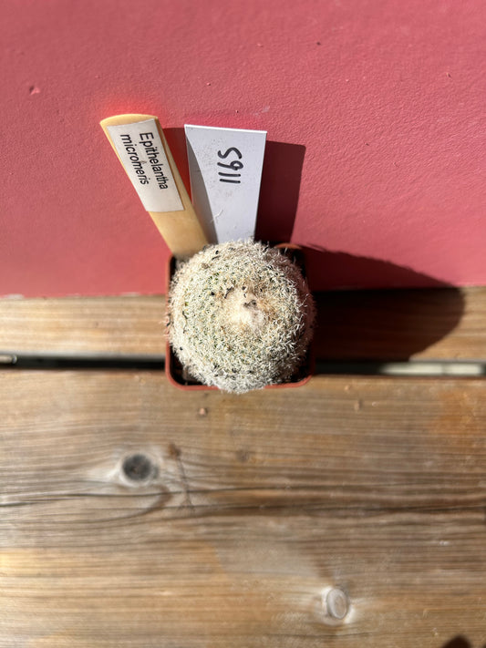 Epithelantha micromeris (1165)