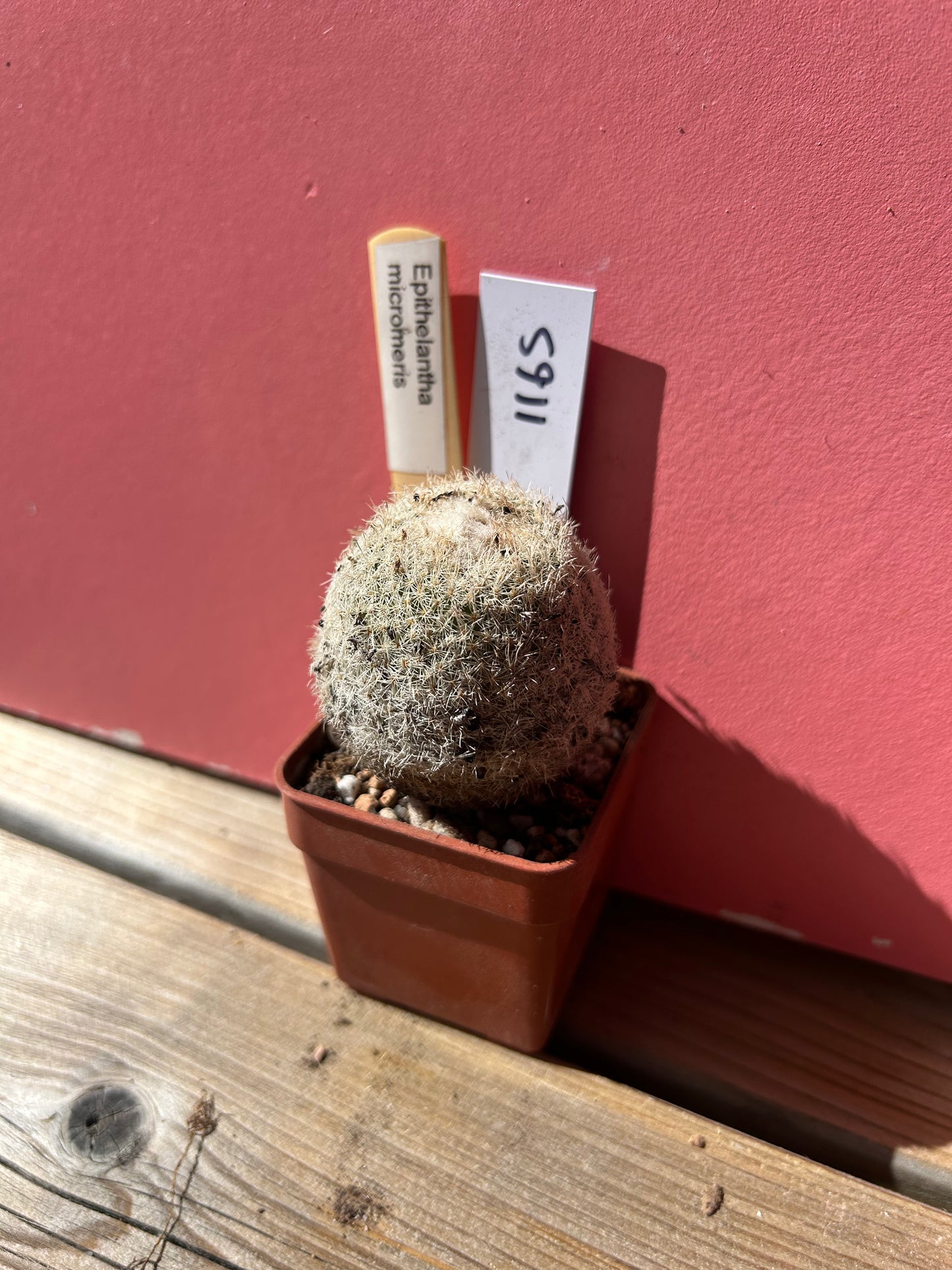 Epithelantha micromeris (1165)