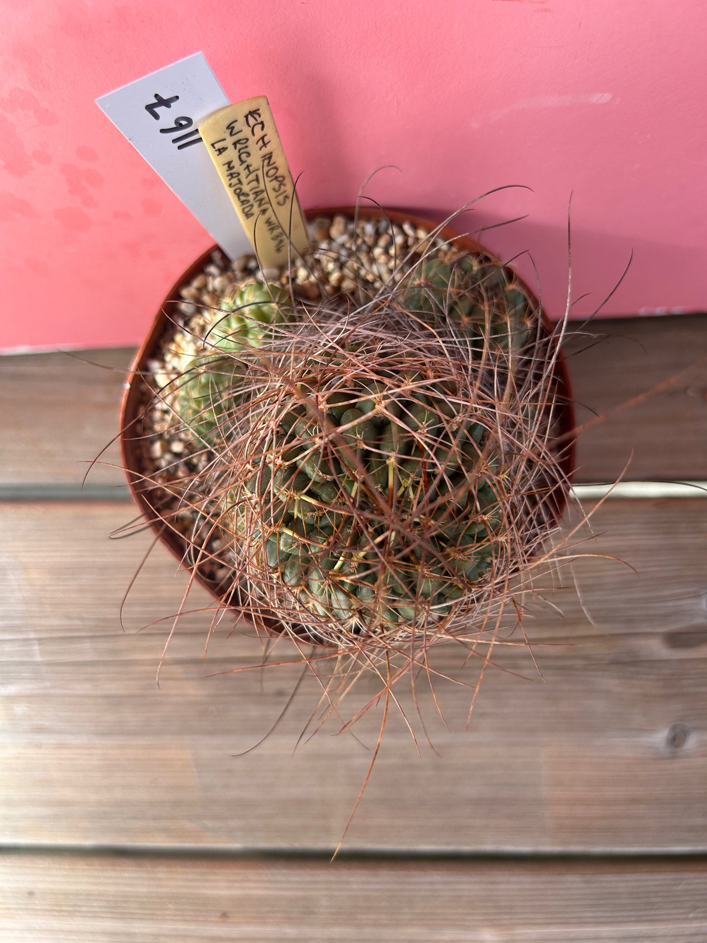 Echinopsis wrightiana (1167)