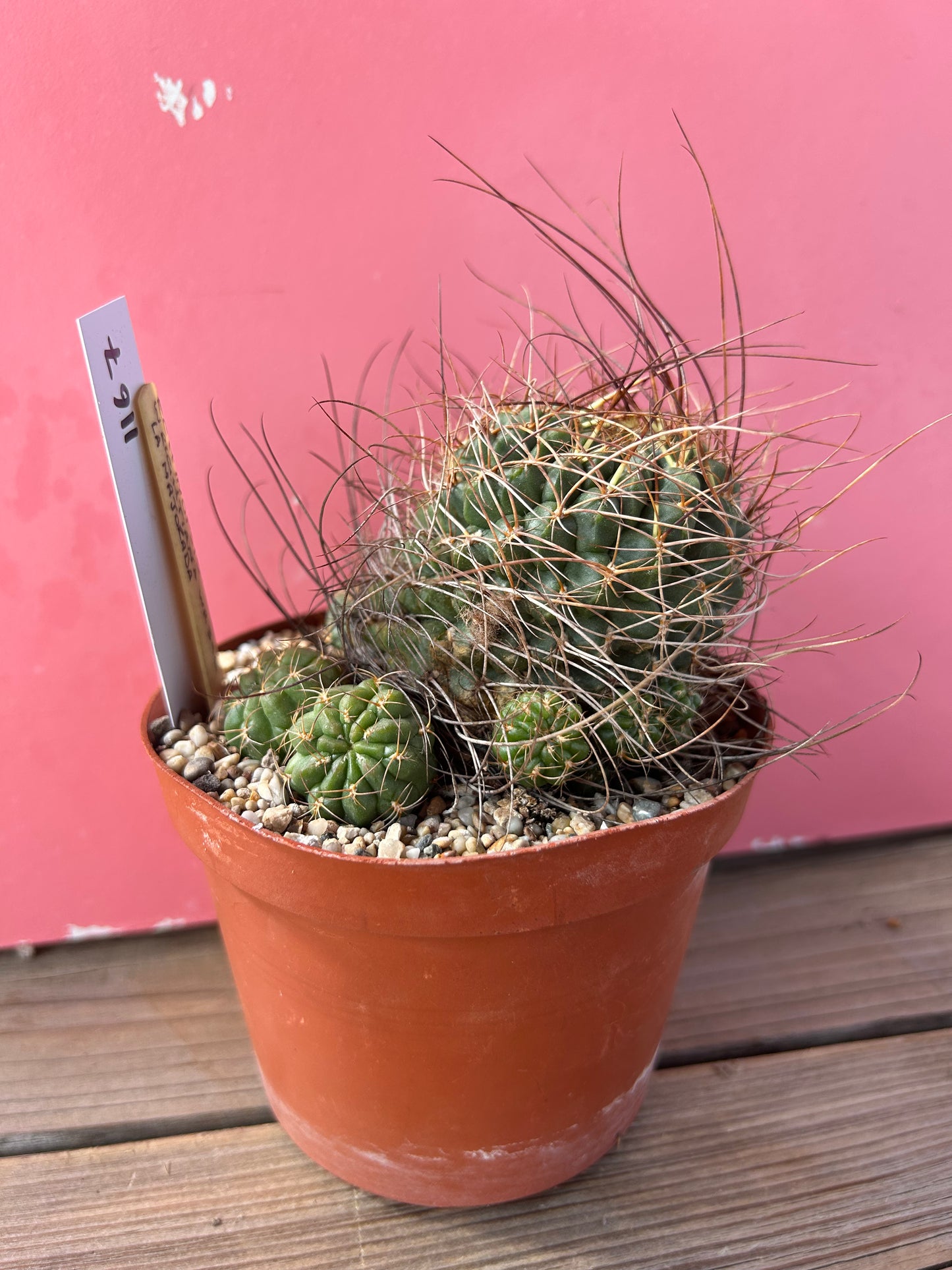 Echinopsis wrightiana (1167)
