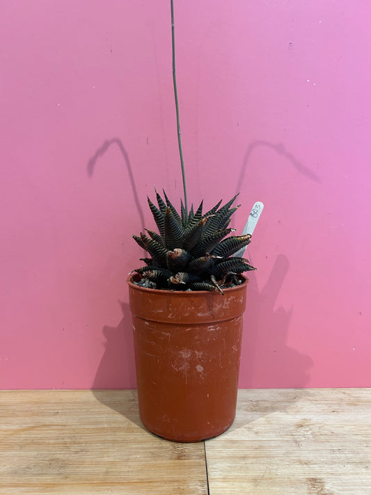 Haworthia species (803)
