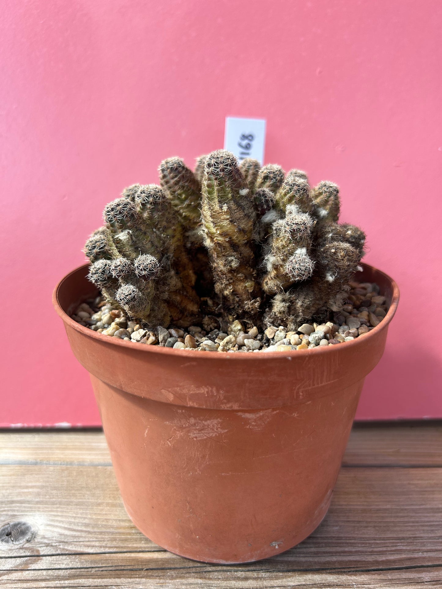 Chamaecereus species 'Peanut Cactus' (1168)