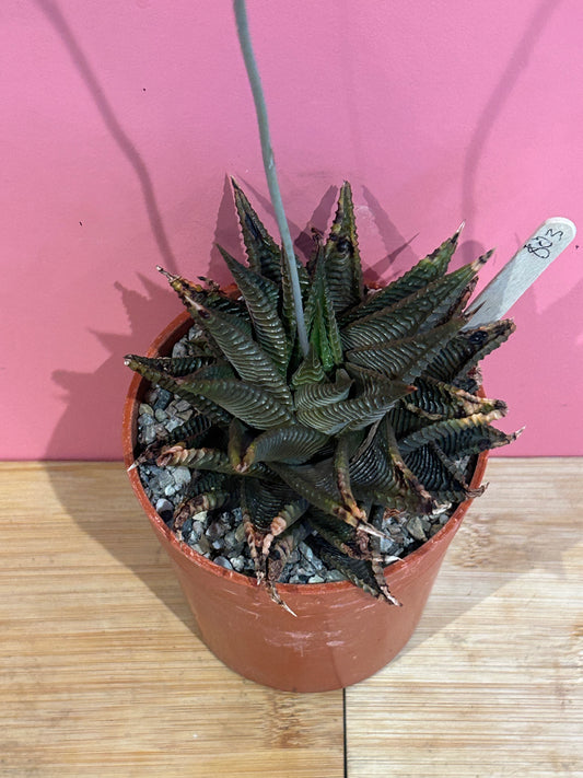 Haworthia species (803)